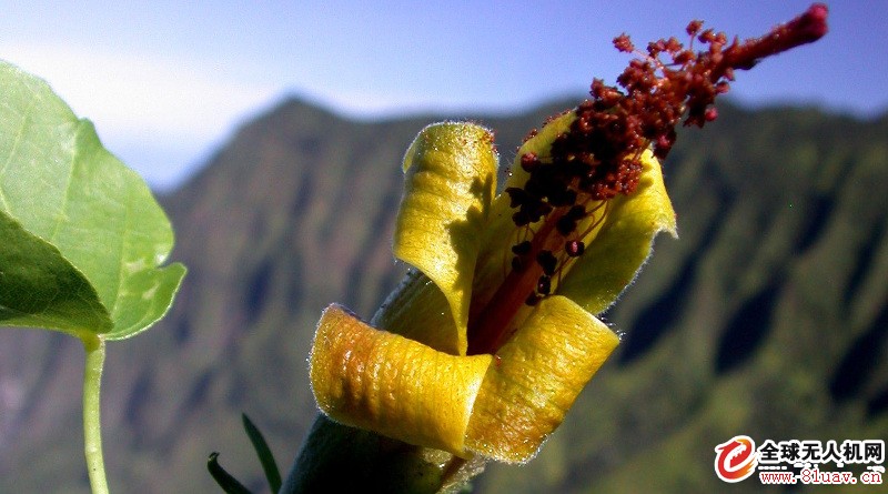 无人机飞越夏威夷悬崖峭壁　寻获绝种植物